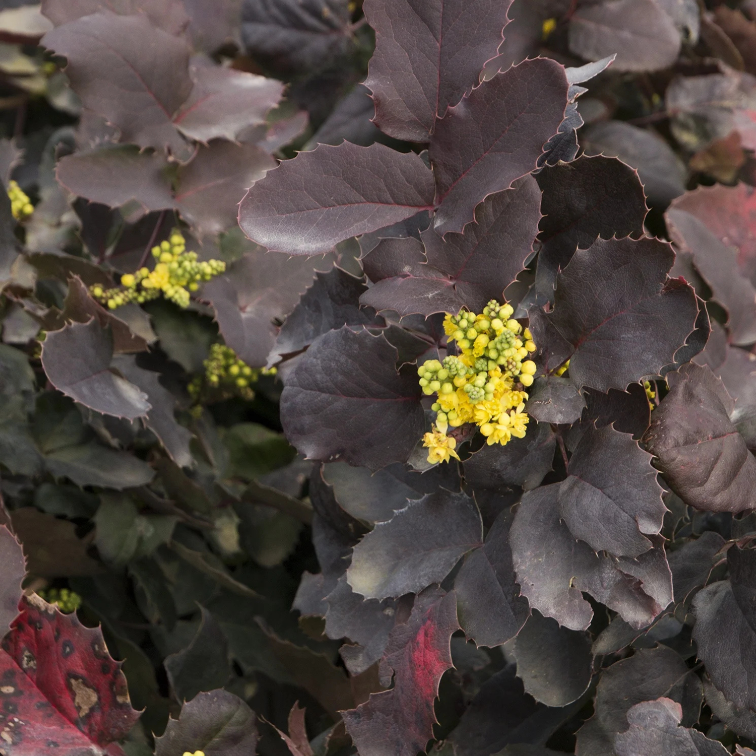 Watters Garden Center Creeping Darkstar Mahonia