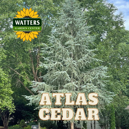 BLUE ATLAS CEDAR 7gal
