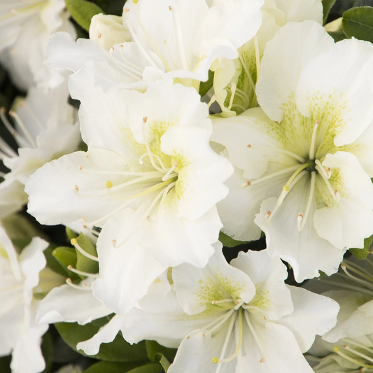 KIMONO MAY SNOW AZALEA 2gal