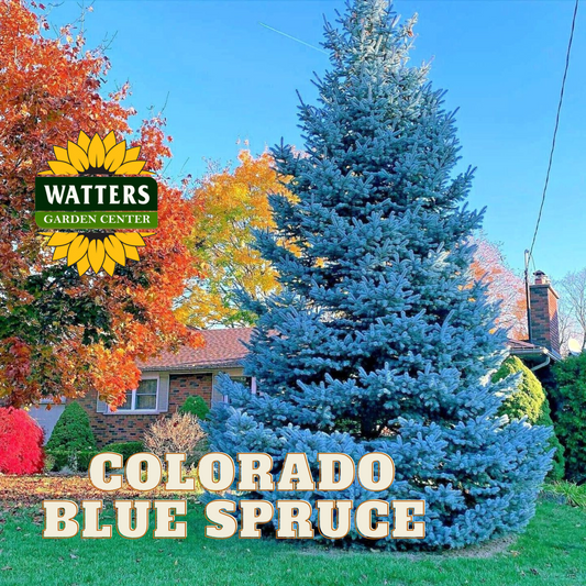 BONNIE BLUE SPRUCE 10gal