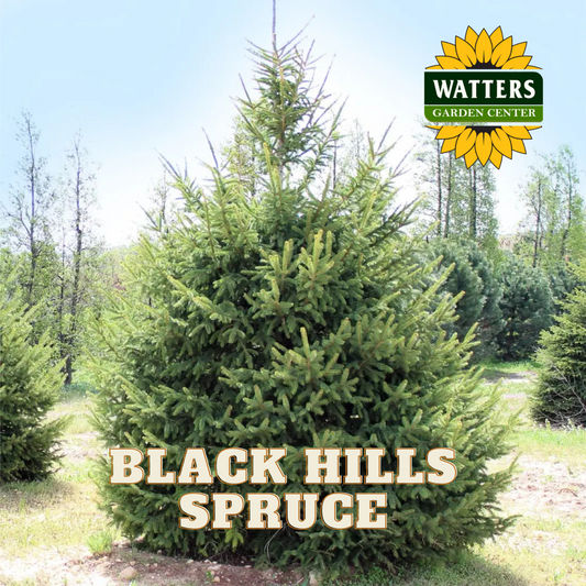 BLACK HILLS SPRUCE TREE 5gal