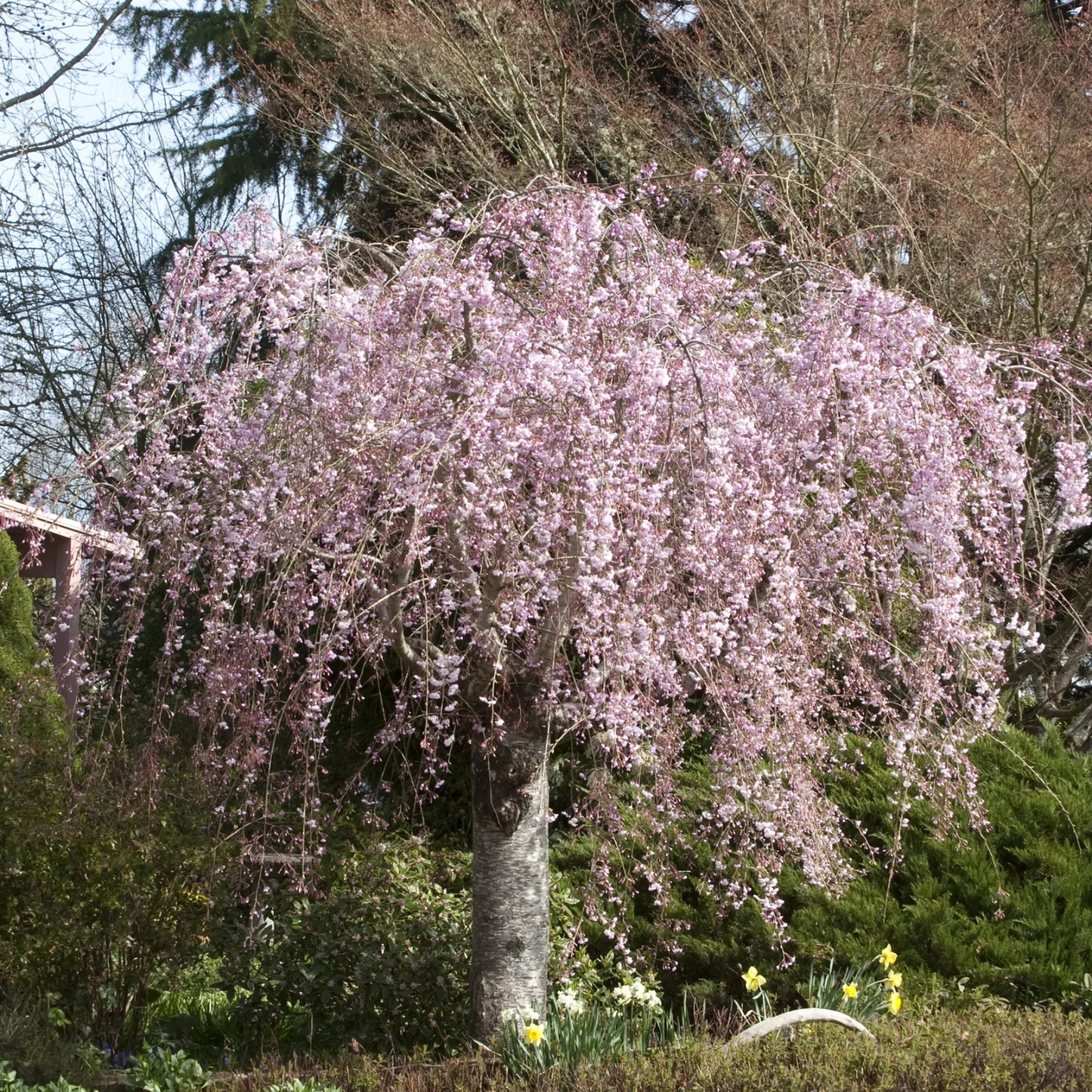 DOUBLE WEEPING ROSEBUD CHERRY TREE 5gal