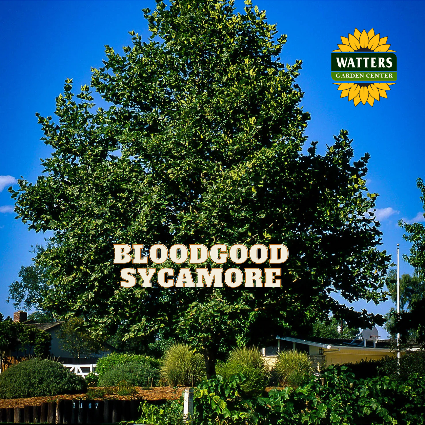 BLOODGOOD SYCAMORE 20gal