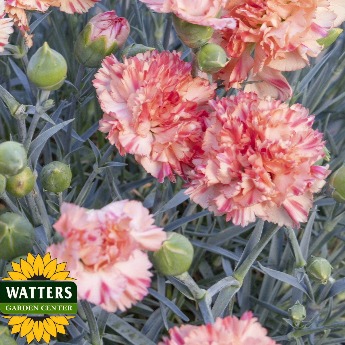 SCENT FIRST ORANGE SPARKLER DIANTHUS 1 GAL