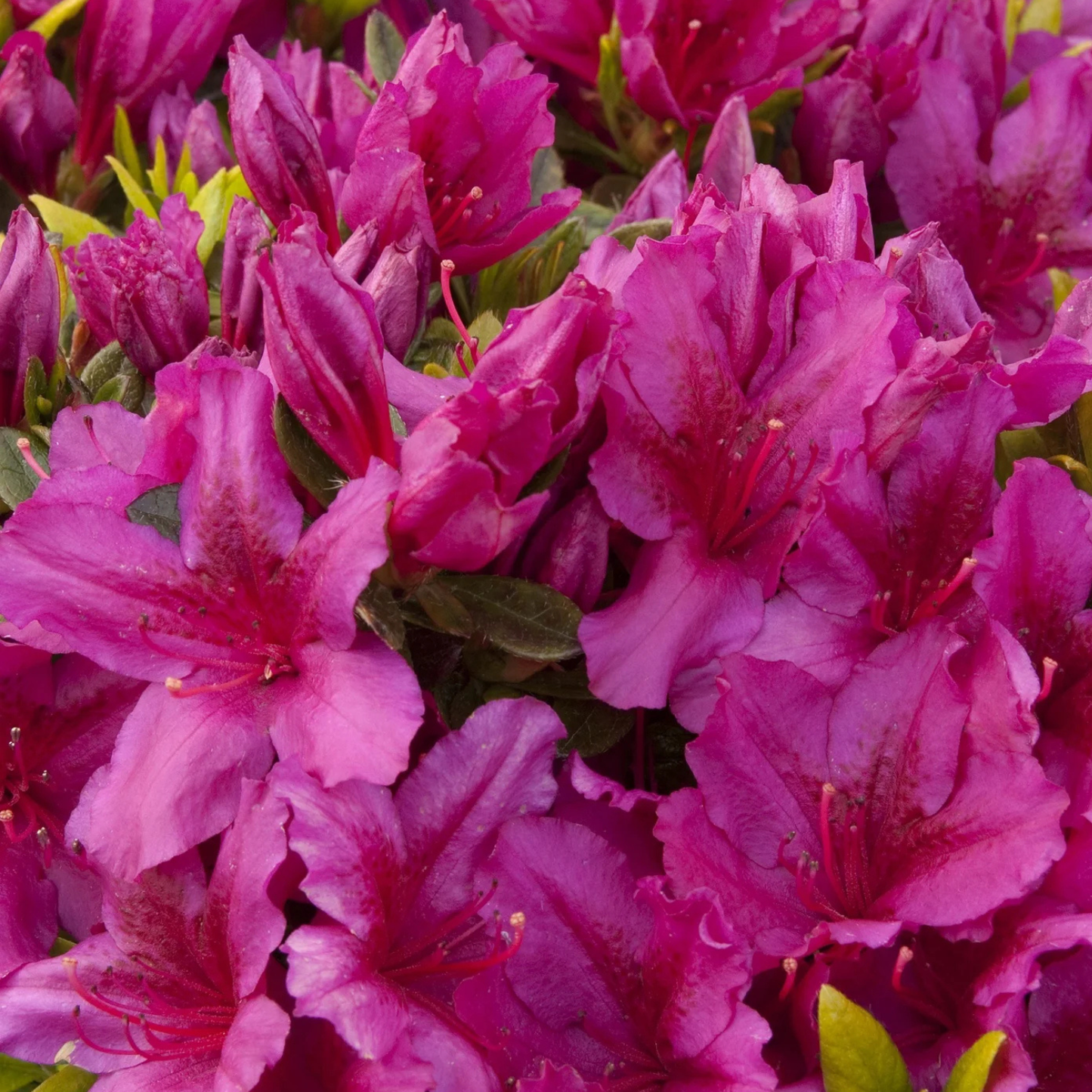 GIRARDS FUCHSIA AZALEA 1gal