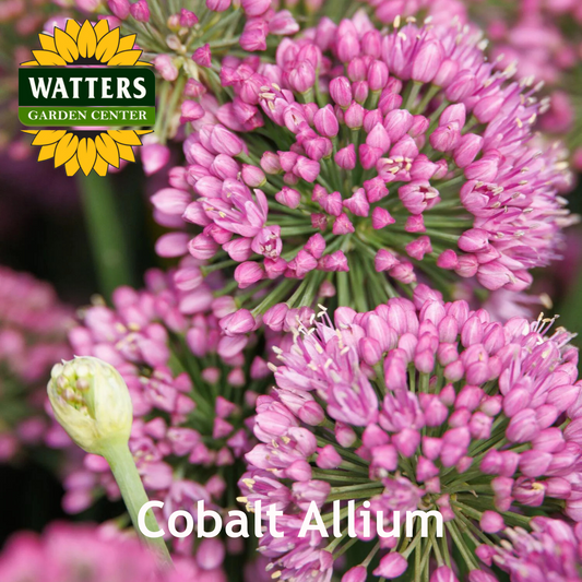 COBALT ALLIUM  1gal
