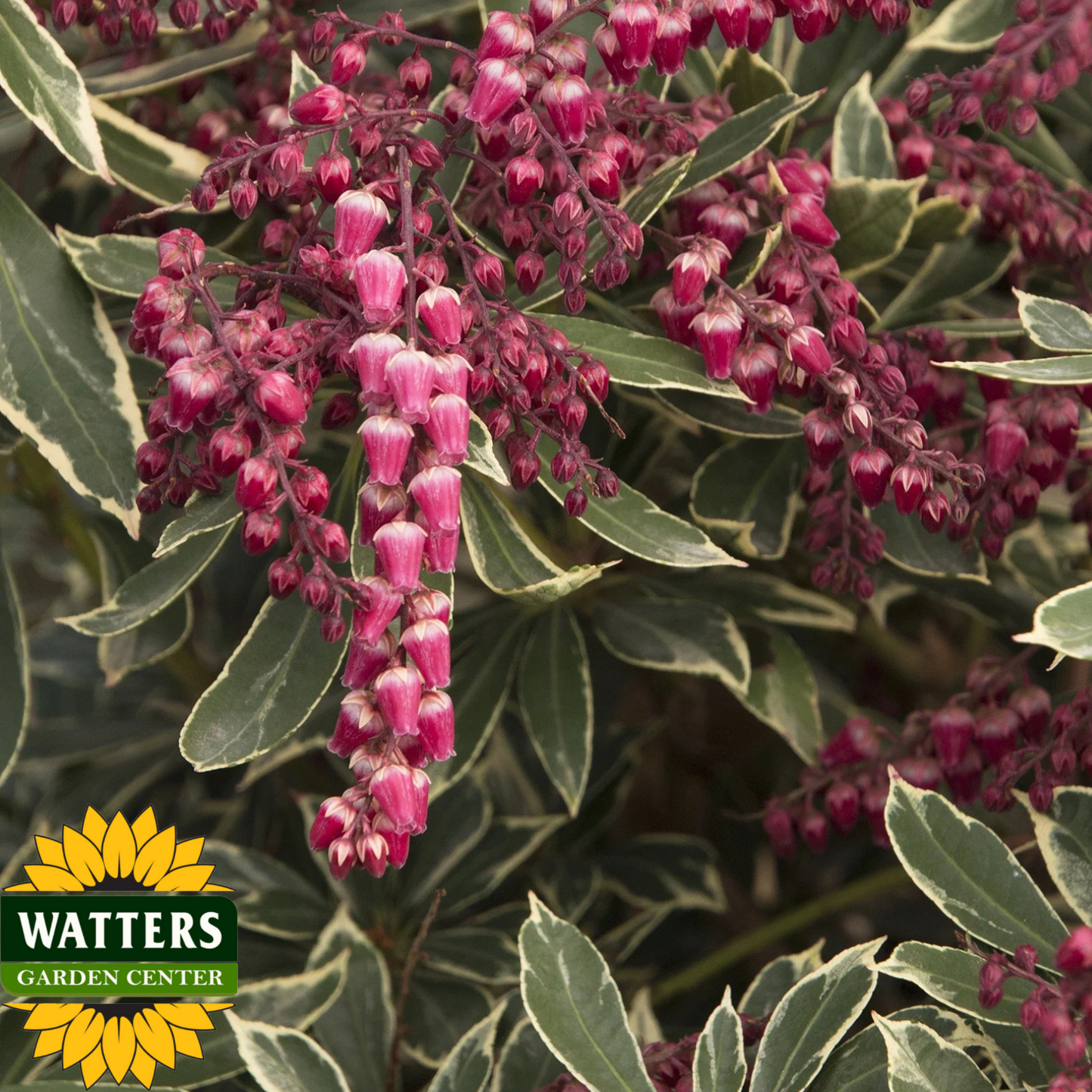 PASSION PARTY PIERIS 5gal