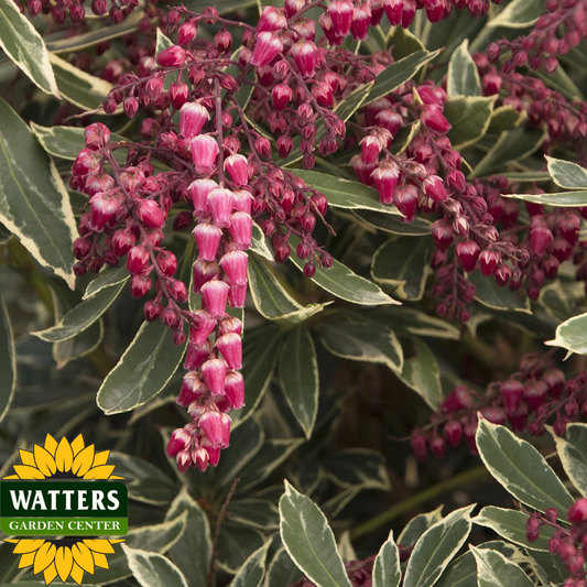 PASSION PARTY PIERIS 5gal