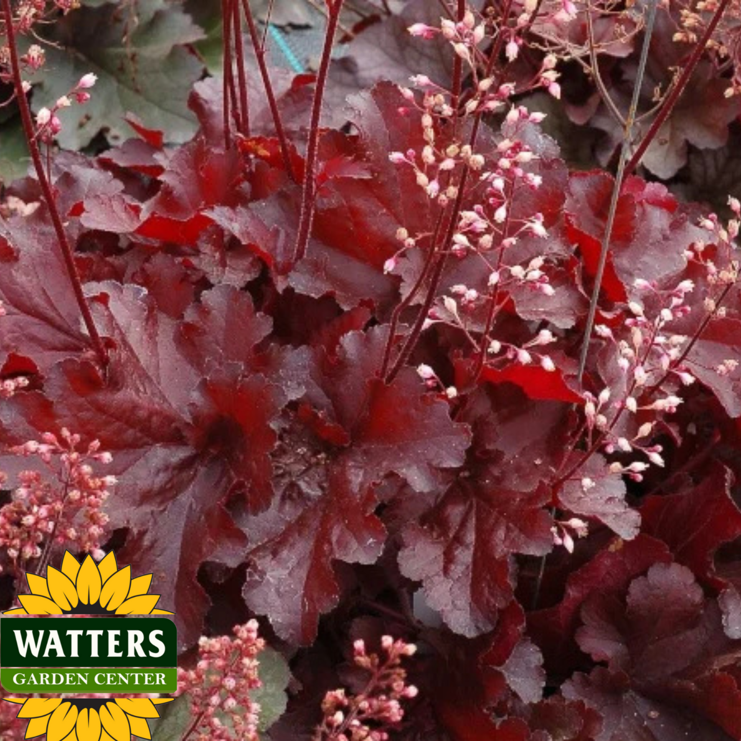 FOREVER RED HEUCHERA 1gal