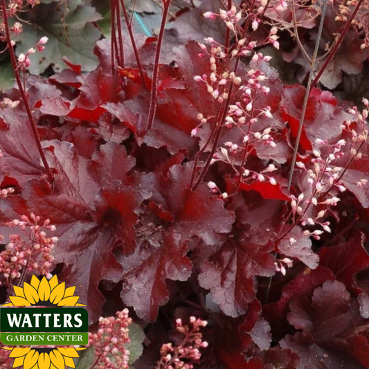 FOREVER RED HEUCHERA 1gal