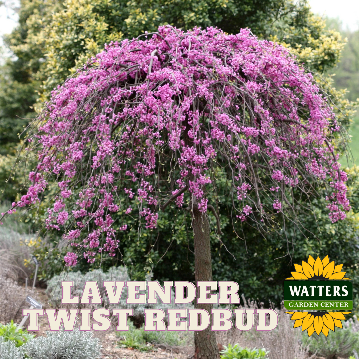 LAVENDER TWIST WEEPING REDBUD TREE 5gal