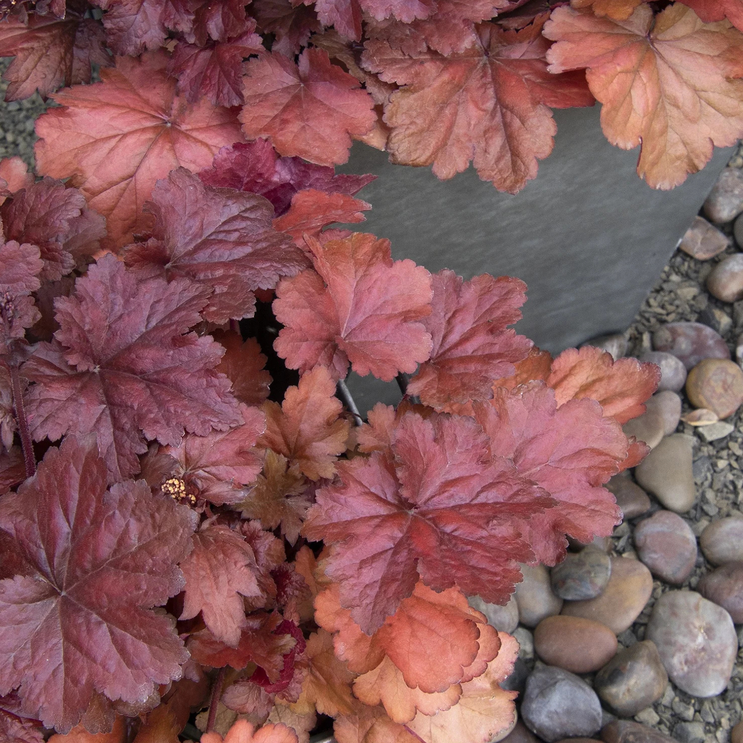 FOREVER RED HEUCHERA 1gal