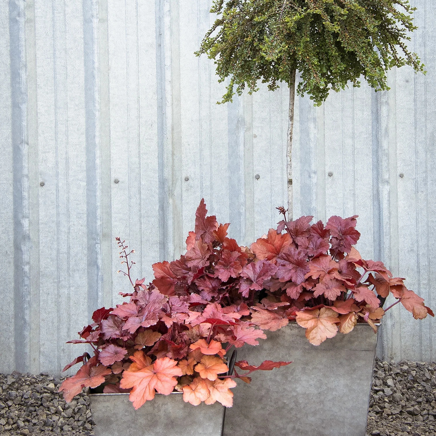 FOREVER RED HEUCHERA 1gal