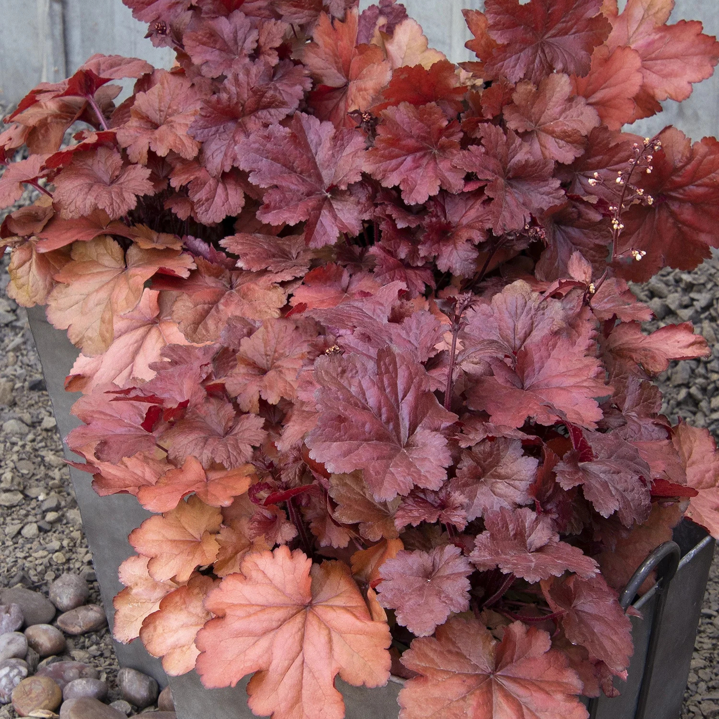 FOREVER RED HEUCHERA 1gal