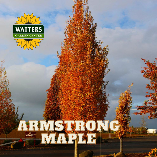 ARMSTRONG MAPLE TREE 10gal