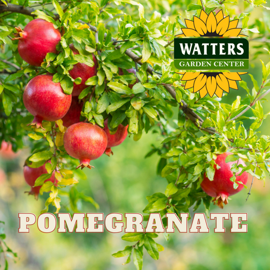 POMEGRANATE 5gal