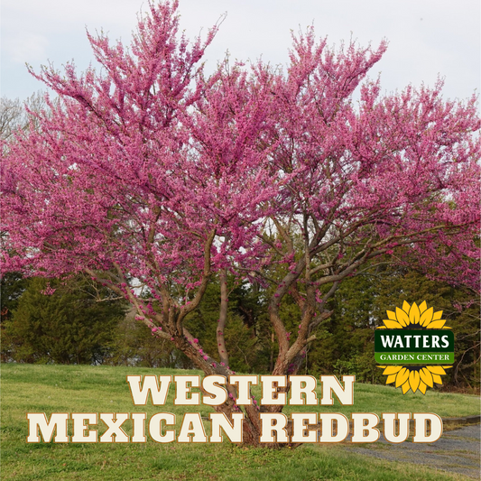 WESTERN MEXICAN REDBUD NATIVE 5gal