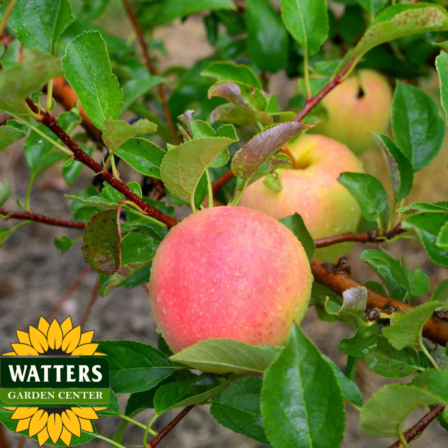 CRIPPS PINK LADY APPLE TREE 7 GAL