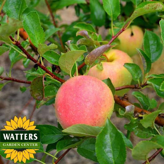 CRIPPS PINK LADY APPLE TREE 7 GAL