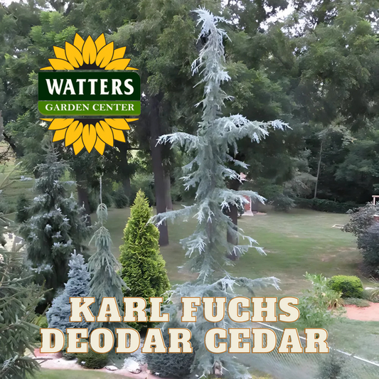 KARL FUCHS DEODAR CEDAR 6-7ft
