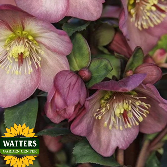 ICE N ROSES HELLEBORUS 1gal