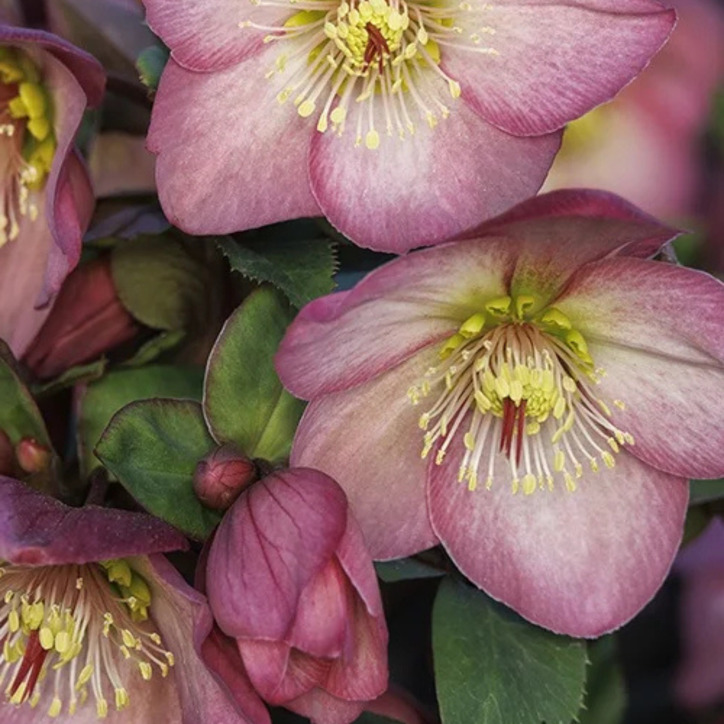 ICE N ROSES HELLEBORUS 1gal