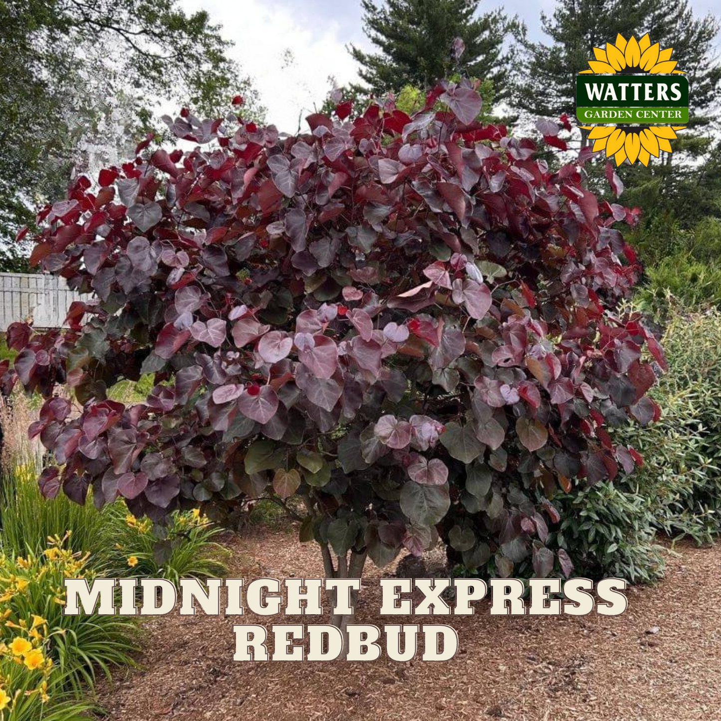 MIDNIGHT EXPRESS REDBUD TREE 10gal