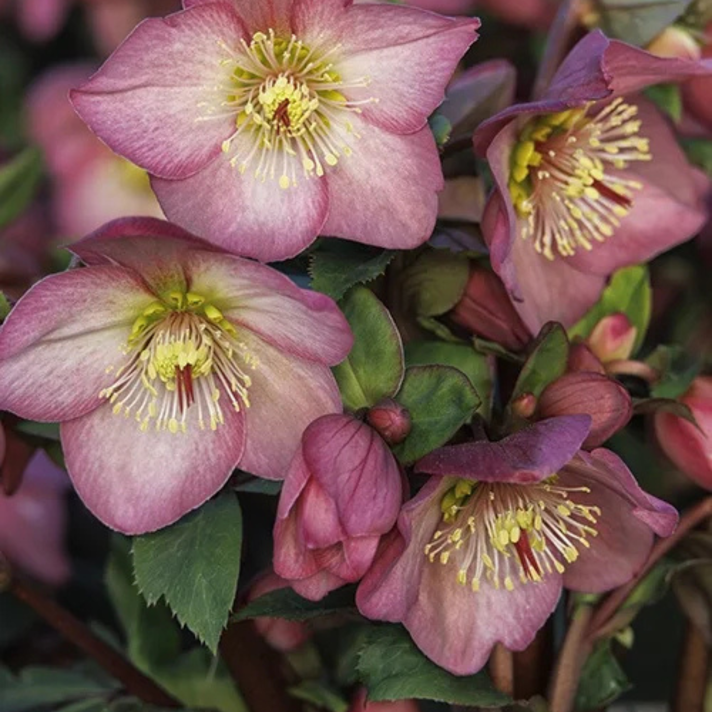 ICE N ROSES HELLEBORUS 1gal