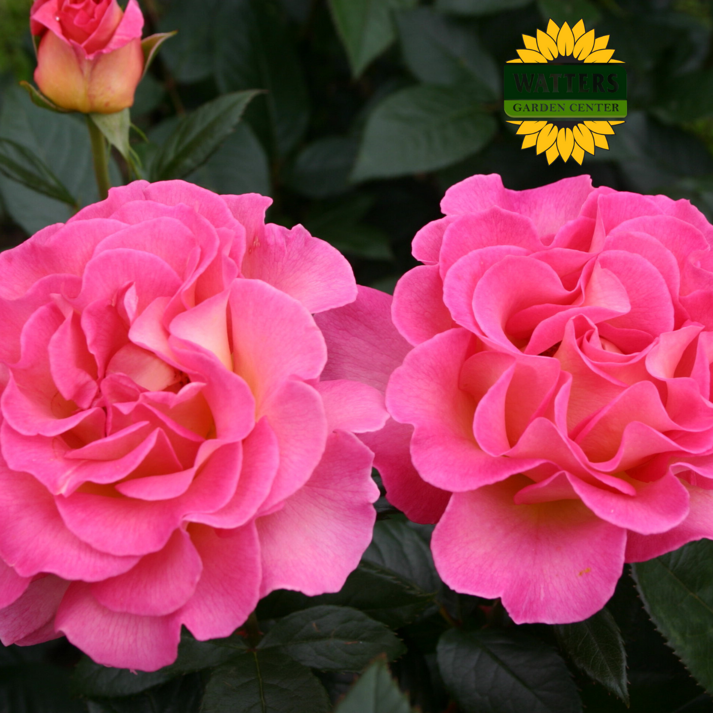 JULIE ANDREWS ROSE
