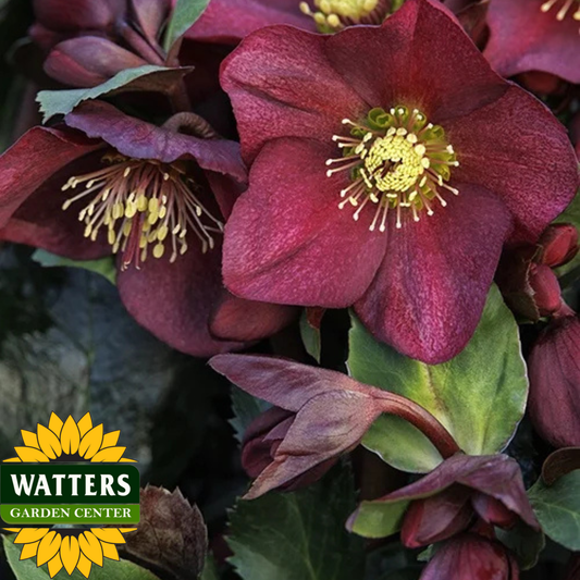 ICE N ROSES RED HELLEBORE 1gal