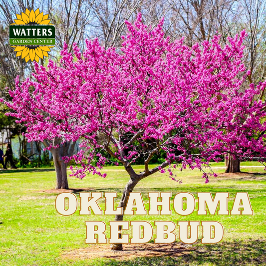 OKLAHOMA REDBUD TREE 10gal