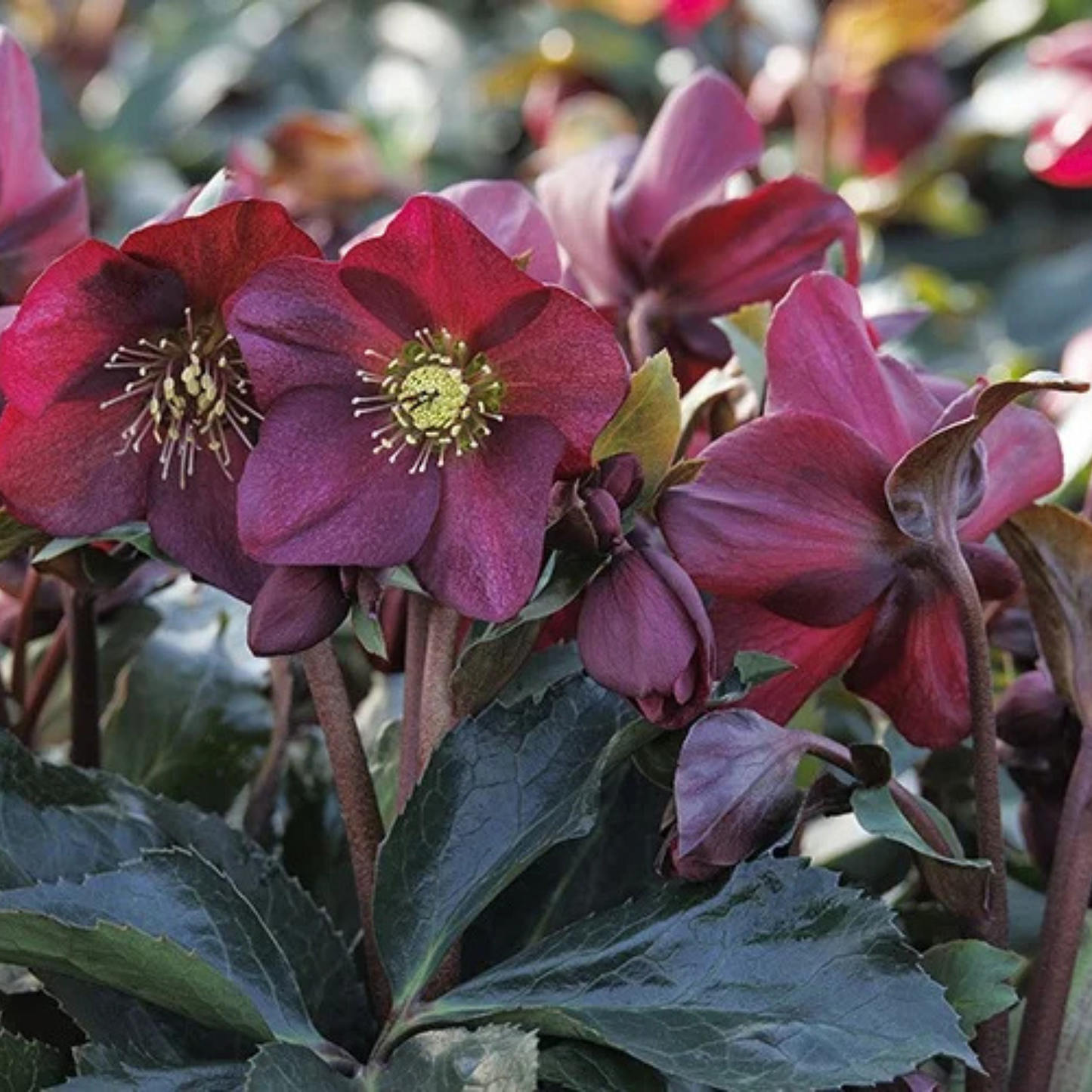 ICE N ROSES RED HELLEBORE 1gal