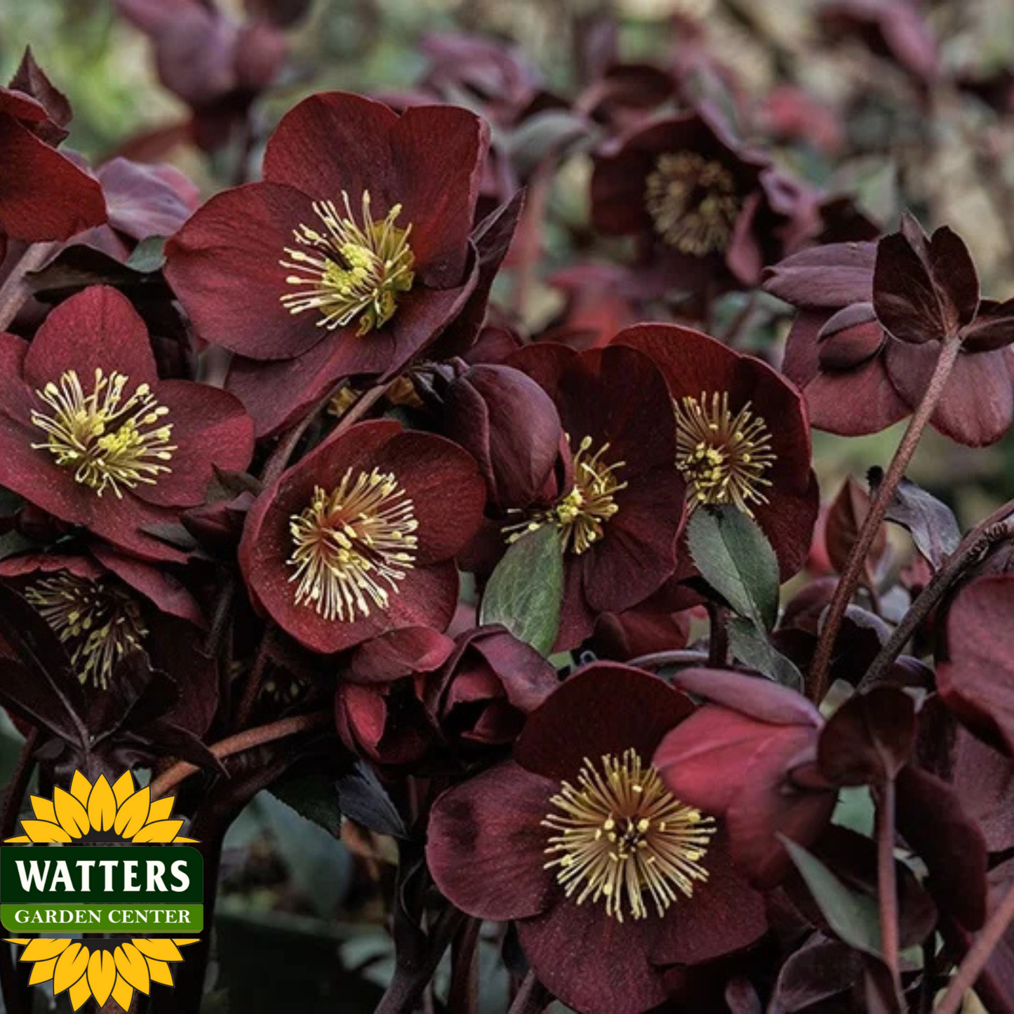 Close-up of dark red flowers with yellow centers, Watters Garden Center logo visible.