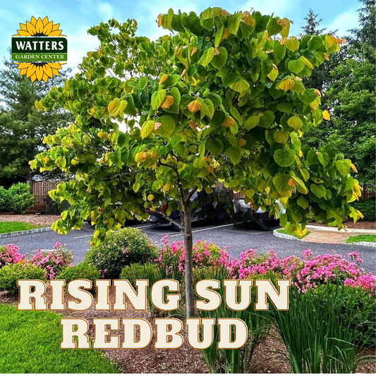 RISING SUN REDBUD 3gal
