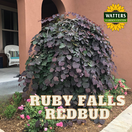RUBY FALLS WEEPING REDBUD TREE 5gal
