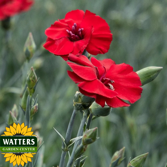 CHERRY PIE DIANTHUS 1gal