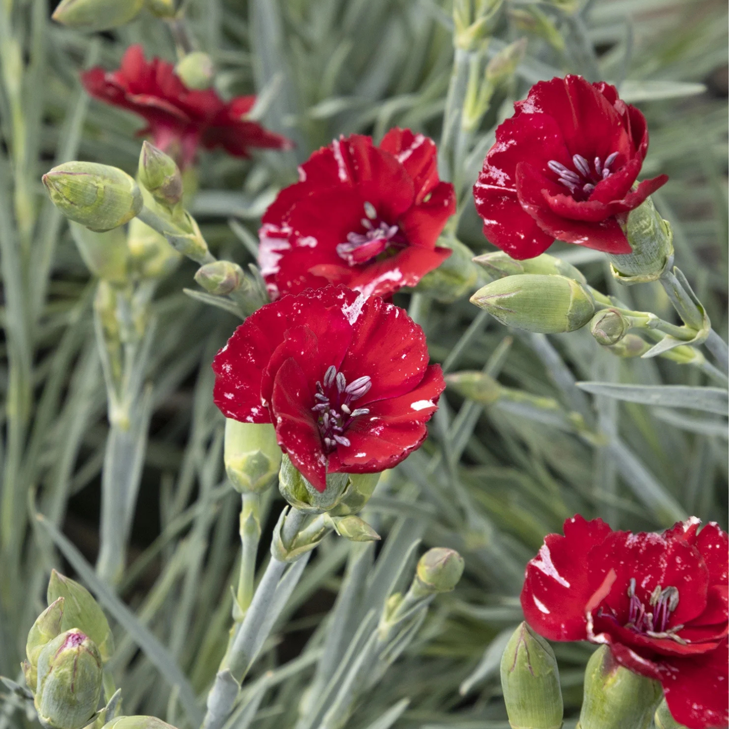 CHERRY PIE DIANTHUS 1gal