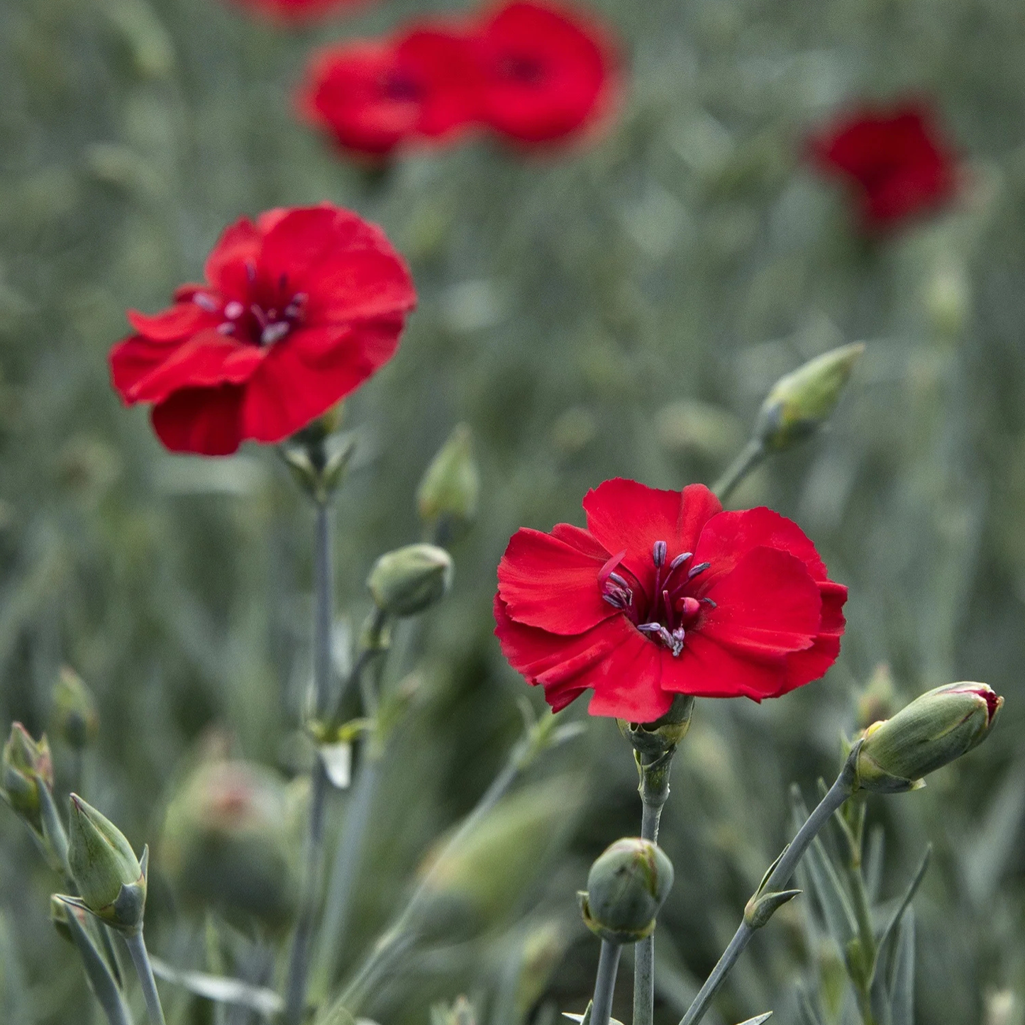 CHERRY PIE DIANTHUS 1gal