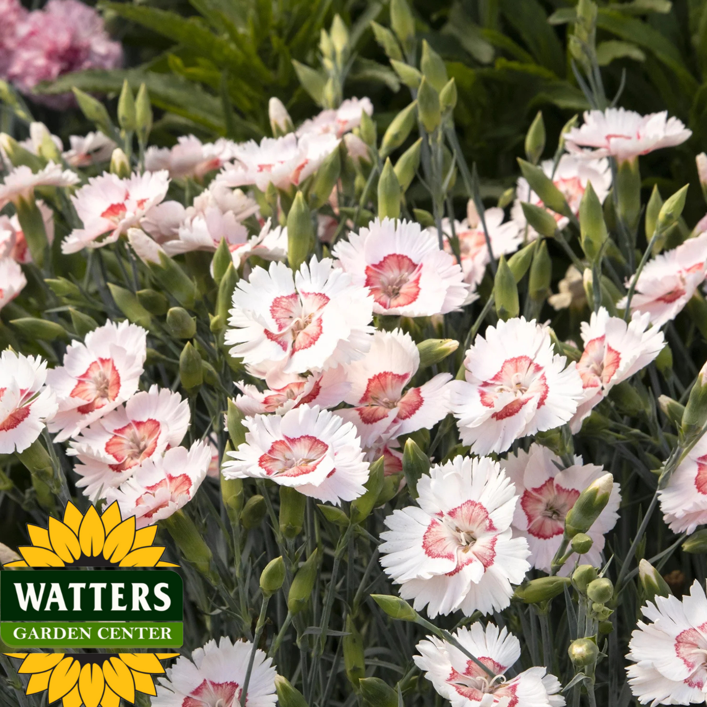 GEORGIA PEACH DIANTHUS 1gal