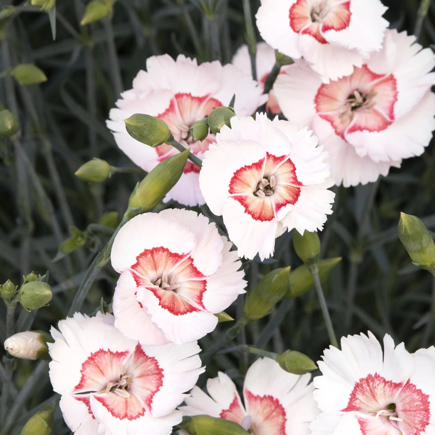 GEORGIA PEACH DIANTHUS 1gal