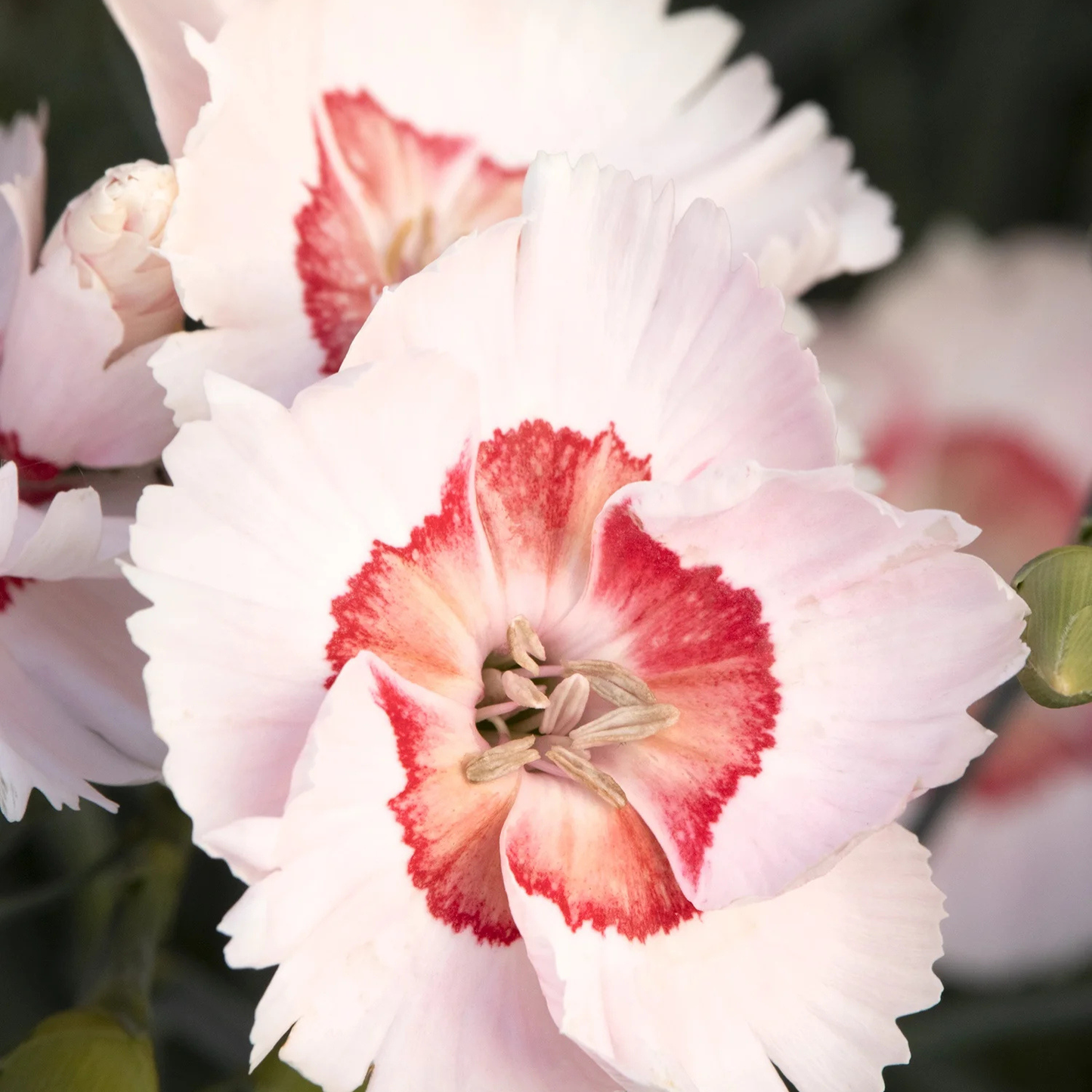 GEORGIA PEACH DIANTHUS 1gal