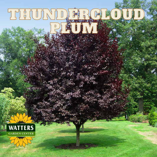 THUNDERCLOUD PLUM TREE 5gal
