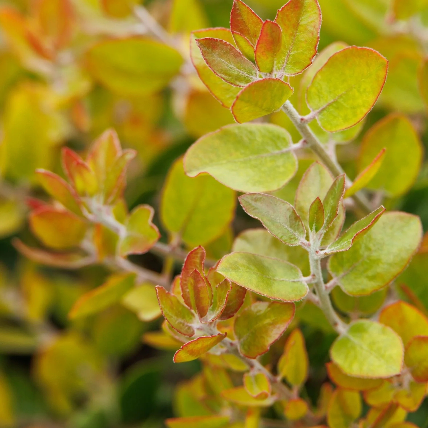 SUNSET MANZANITA 1gal