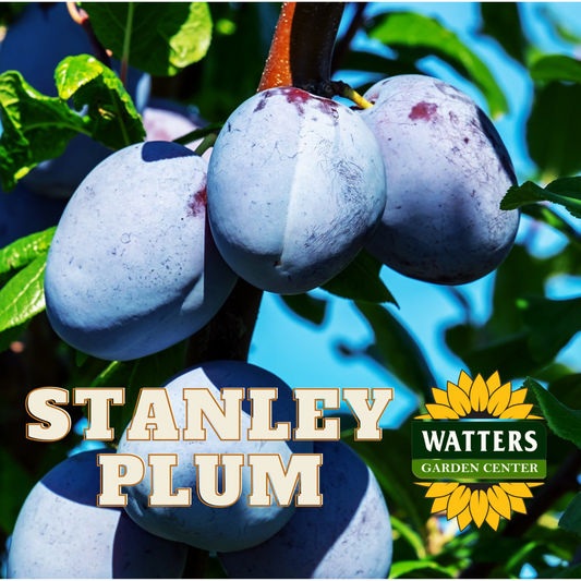 STANLEY PLUM TREE 7gal