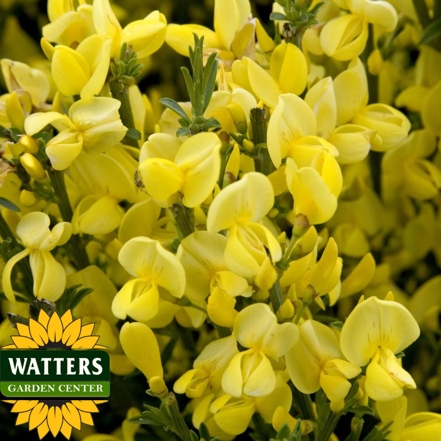 ALLGOLD BROOM 2gal