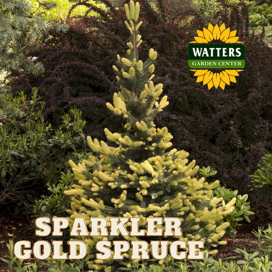 SPARKLER GOLD SPRUCE 10gal