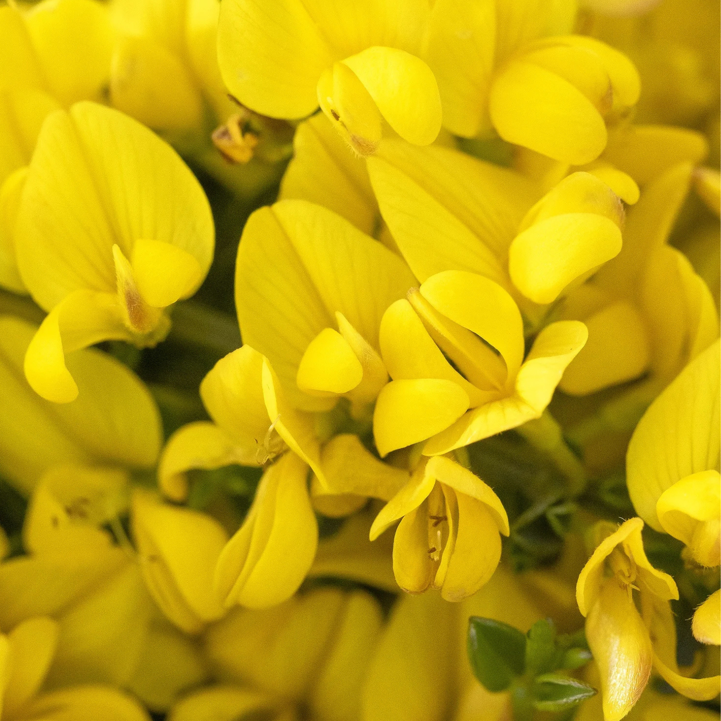 ALLGOLD BROOM 2gal
