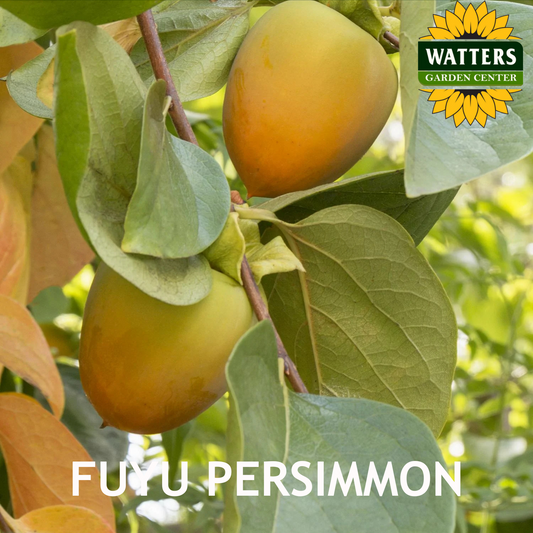 FUYU PERSIMMON 5gal
