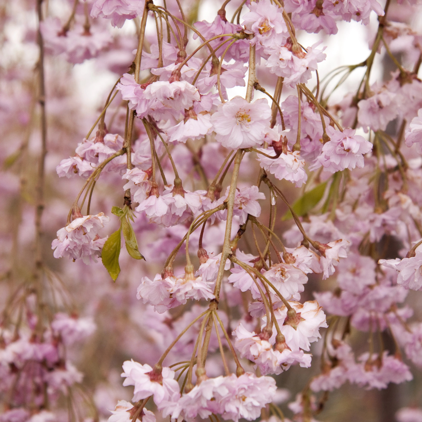 DOUBLE WEEPING ROSEBUD CHERRY TREE 5gal