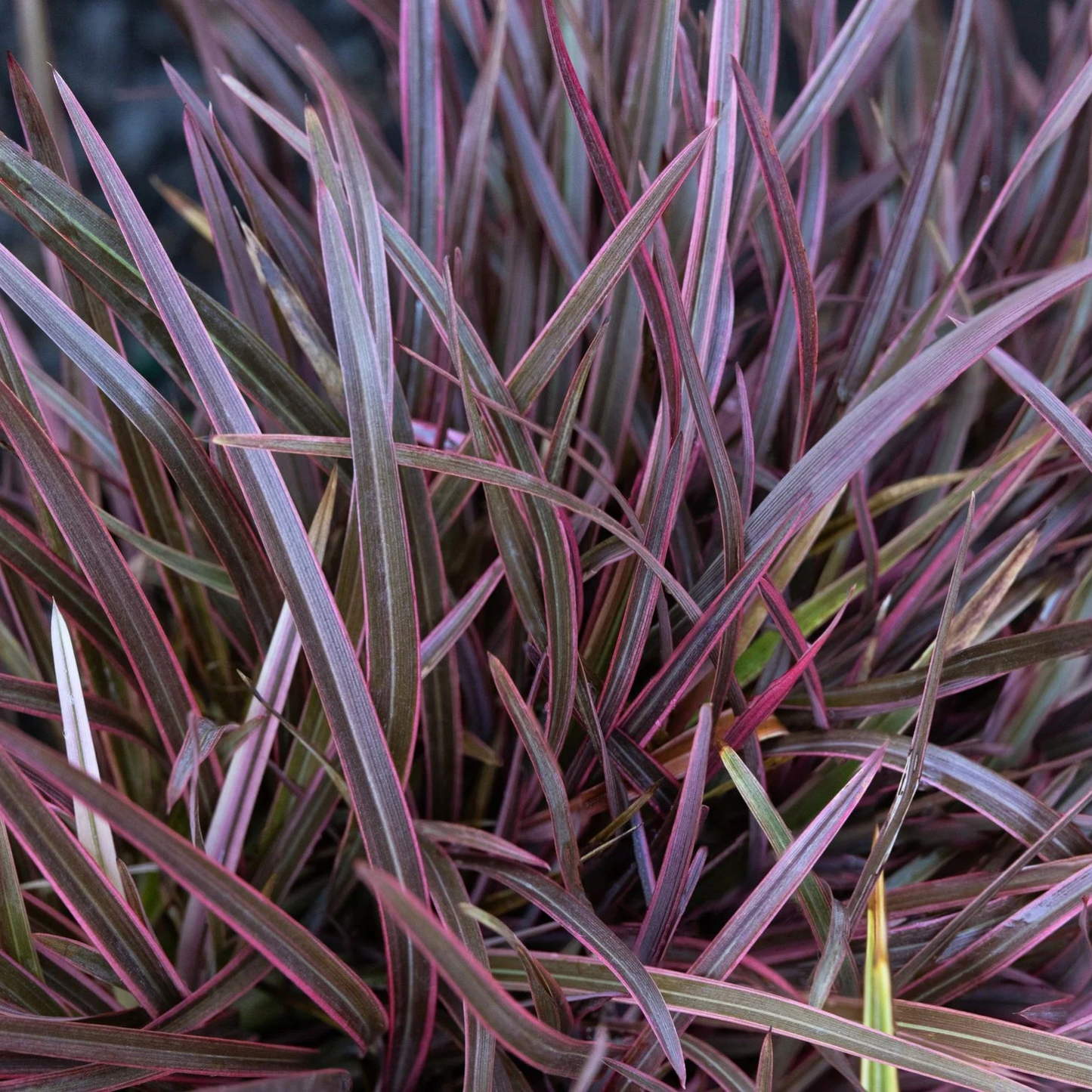 PETITE INDIGO RUBY NEW ZEALAND FLAX 2gal